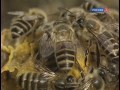 Видео - Удивительная жизнь пчёл и ос