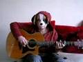 Spanky the Spaniel plays Big Love by Fleetwood Mac on guitar