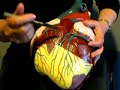 Heart 1 Heart 1