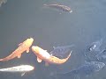Koi pond at Meiji Jingu