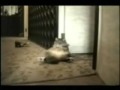 Ils sont fous ces chats (REMIX) Ils sont fous ces chats (REMIX)