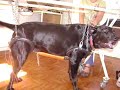 Acupuntura Veterin�ria