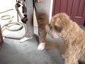 Soft coated wheaton terrier vs the vaccum cleaner