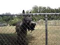 Jack The Donkey