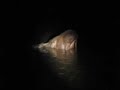 Perseverance: Croc vs. Cape Buffalo