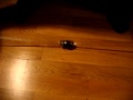 (uploaded by tripppp)&nbsp;Network Retractable Cable