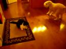 Barkley trying to play with Bixby