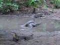 Komodo Dragons fighting at Sapi Island