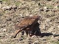 Feeding hawk Feeding hawk