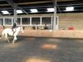 videos de 5 yrs 12 hh Grey Irish X Stockport