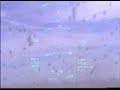 bird strike on hawg
