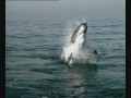 Who say that great white sharks cant jump