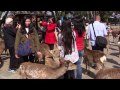 鹿と戯れる! 奈良公園 外国人観光客 Deer in Nara Park かわいい動物 Funy Cute animals 奈良