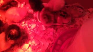 The baby chicks are here!
