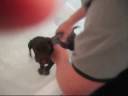 Chocolate Cocker Spaniel First Bath Chocolate Cocker Spaniel First Bath