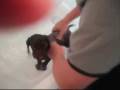 videos de Chocolate Cocker Spaniel First Bath