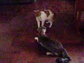 Cat Fight 2 Cat Fight 2