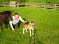 Getting the trust of the new miniature foals