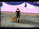 Chiens 1 classique humour (#00052) Chiens 1 classique humour (#00052)