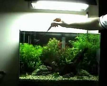 Watch "Oliver Knott Aquascaping Demo (Part 3 of 4)"