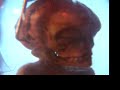 Alien Genetic Life Form