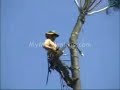 Near Death Tree Cutting Experience Near Death Tree Cutting Experience