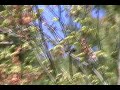 American Redstart (some portions slowed down)