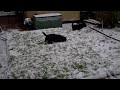 ted and parka in the  snow 5-1-10 01.AVI