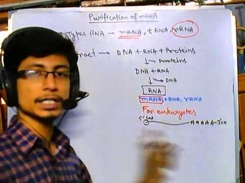 how to isolate mrna from bacteria