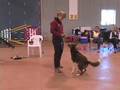 Building Drive by 'being' a Bad Dog Trainer