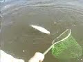 Pescando Sabalo \"tarpon\" (en los canales)