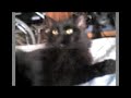 Mi gata mimi Mi gata mimi
