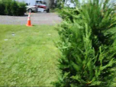 how to transplant leyland cypress trees
