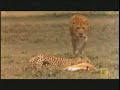 Liger or Tigon