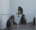 Little monkey...
