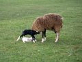 Oveja Pariendo en la Solanilla-Corto