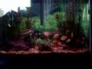 My Active Tiger Barbs