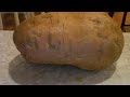 Tropical Potato