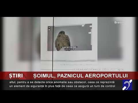 Șoimul, paznicul aeroportului