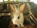 Untuk tempahan hubungi Zahar 0199186818 atau layari http://arnab-manja.blogspot.com