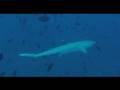 Whitetip reef shark