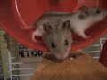 hamsters