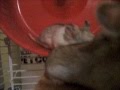 videos de hamsters
