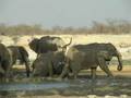 Etosha 13 - Rietfontein - Elefanten 04
