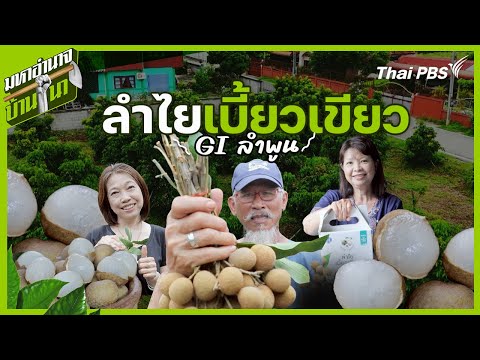 ลำไยเบี้ยวเขียว GI ลำพูน | มหาอำนาจบ้านนา