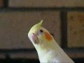 Funny Buddy the Bird Sings Superman Theme Song