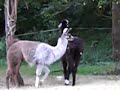 Cirque Muller