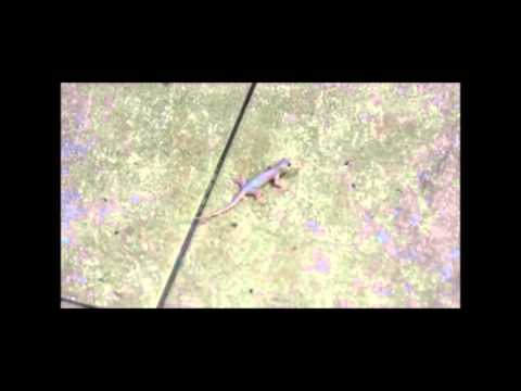 how to eliminate house lizards
