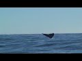 Whale watching in Cabo, Mexico