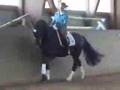 Don Crusador/Argantan Gelding for sale